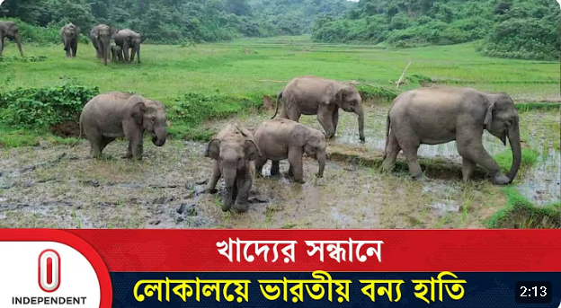 খাদ্যের সন্ধানে জামালপুরের লোকালয়ে ভারতীয় বন্য হাতি | Elephant | Jamalpur | Independent TV
